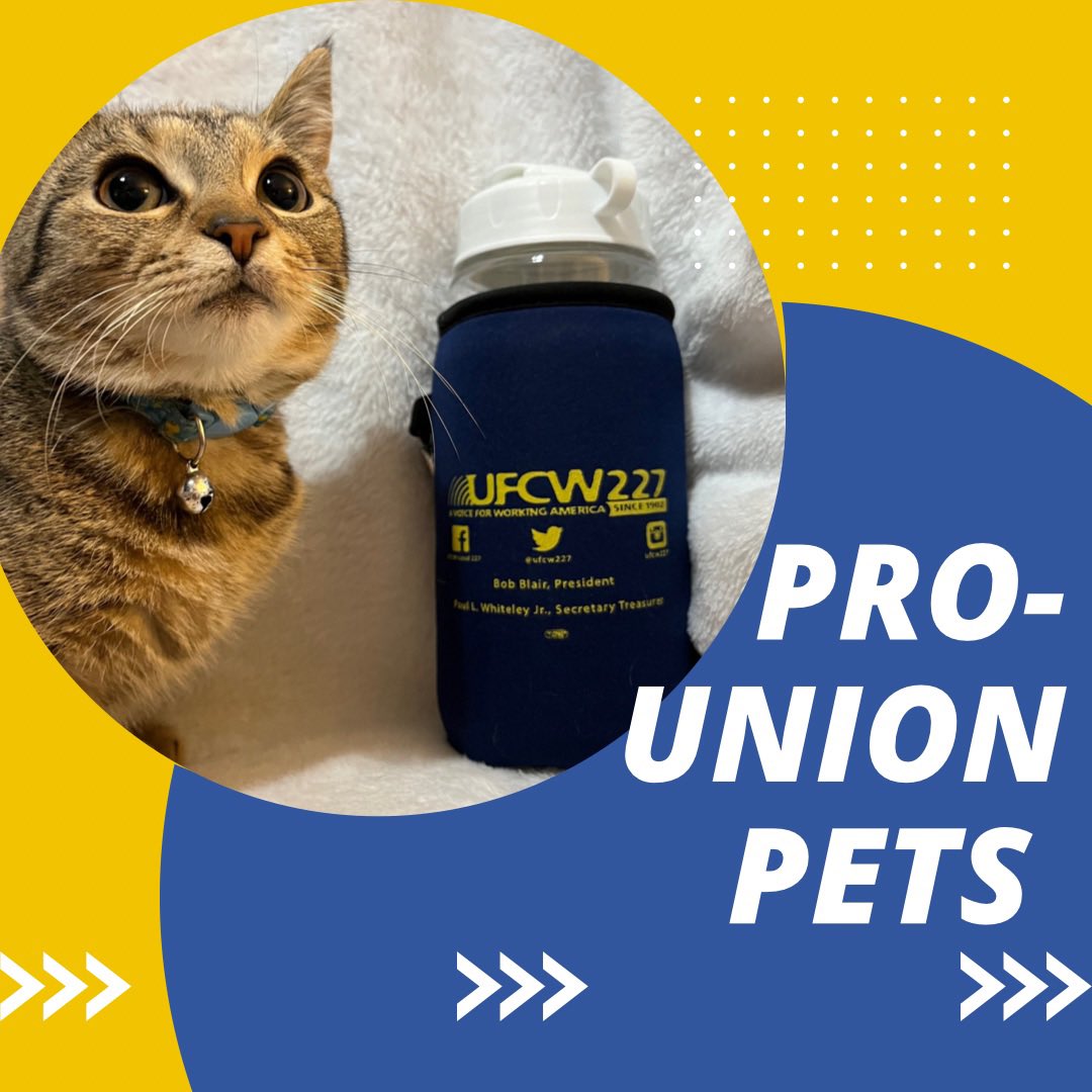 Milliana knows that with the right catitude, anything is pawsible. Show us your #prounionpet in solidarity! #UnionStrong