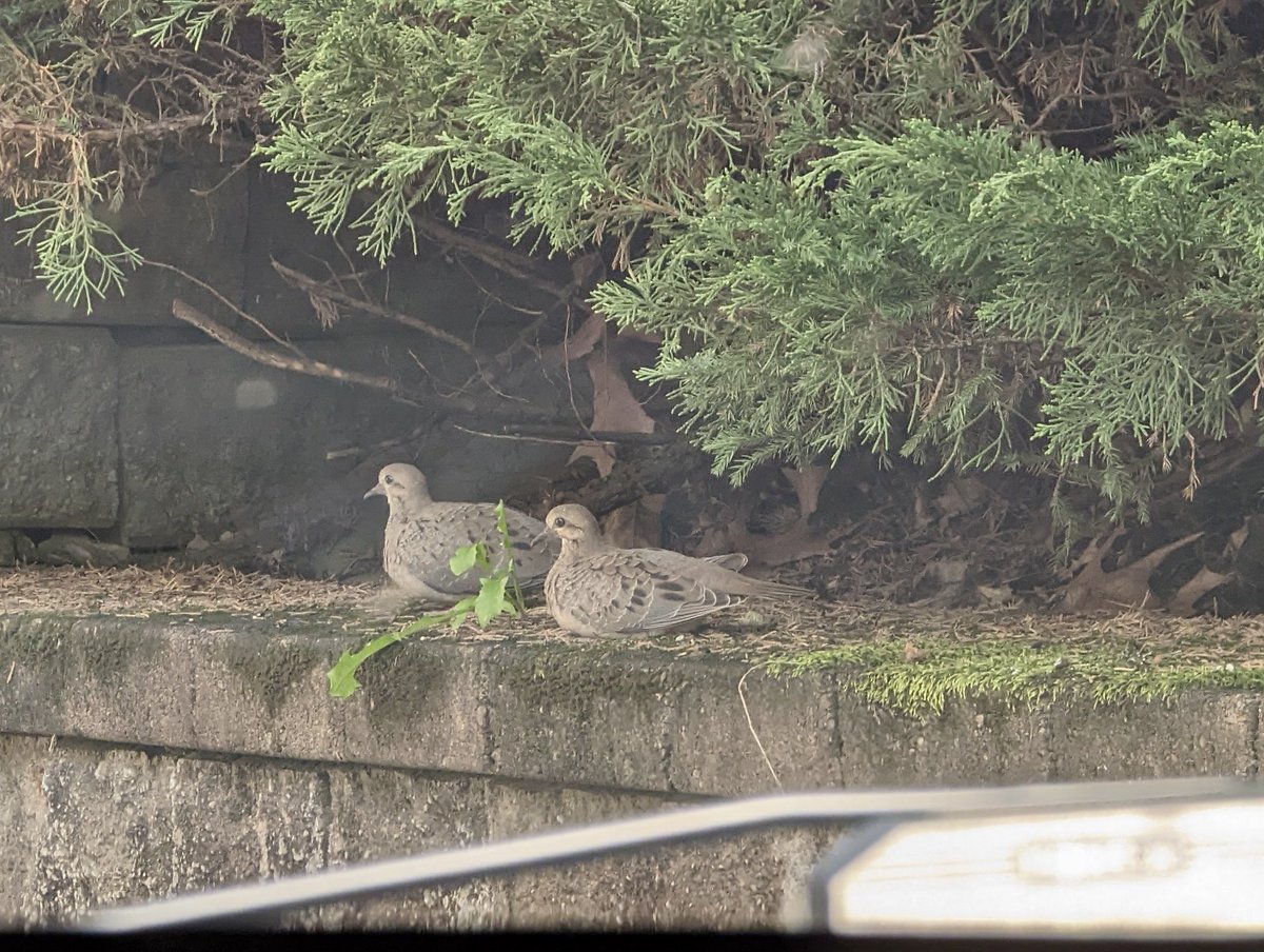MagpieMelon's tweet photo. BREAKING NEWS EVERYONE! 🚨 

GERTIE HAS A MATE!!!! 🐦 💕 🐦 https://t.co/UUXbc0wHXb
