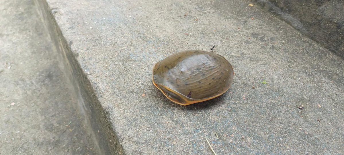 madhulikaS2's tweet image. Dhruvansh tm caught 3 Poachers at Neknampur Lake today out of 50 which r active in this area.There mission is to catch Terrapins,monitor lizards &amp;amp; sell them in open market.Neknampur lake is hotspot for Biodiversity.Expecting protecting of lake Biodiversity @KTRTRS @CollectorRRD