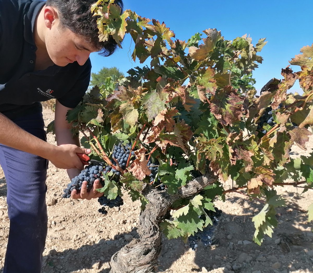 🍇🍇¡¡¡NUEVOS VINOS EN MARCHA!!!🍇🍇