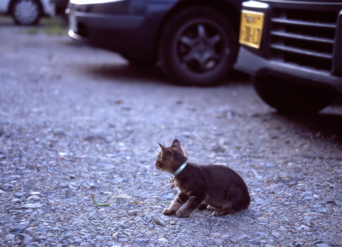 penkichi9's tweet photo. #会津 の #猫 2008年
最近猫成分が不足してます。
#camera:#MAMIYA #645ProTL 
#lens:#CSekor55_110mm F4.5
#film:#Fuji #Velvia100
#福島 #会津美里 #cat #photo #ブローニー #filmcamera #猫にあいたい https://t.co/WRIAUP3O6w