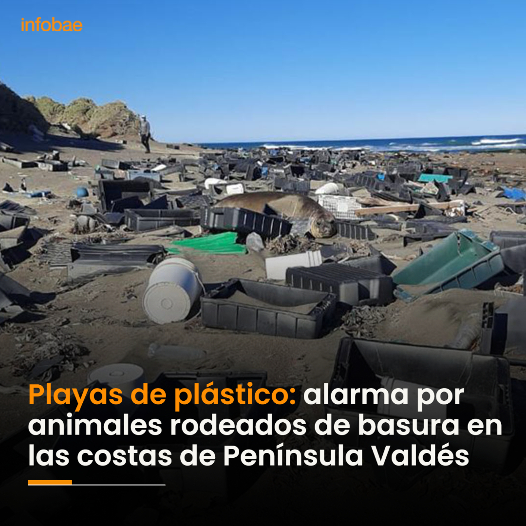 infobae's tweet photo. Playas de plástico: alarma por animales rodeados de basura en las costas de Península Valdés https://t.co/4TgaHTscf8 https://t.co/z5kwROc7f0