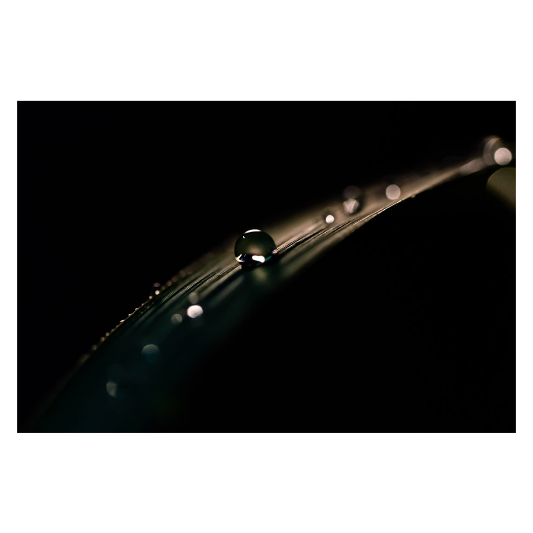 soh4marton's tweet photo. 夏の雨に降られて出来た水滴。
葉の上はまるで撥水加工のカッパように出来ていて水滴もまんまるにになるのです。
#FE90 https://t.co/zIUbjYXZcG