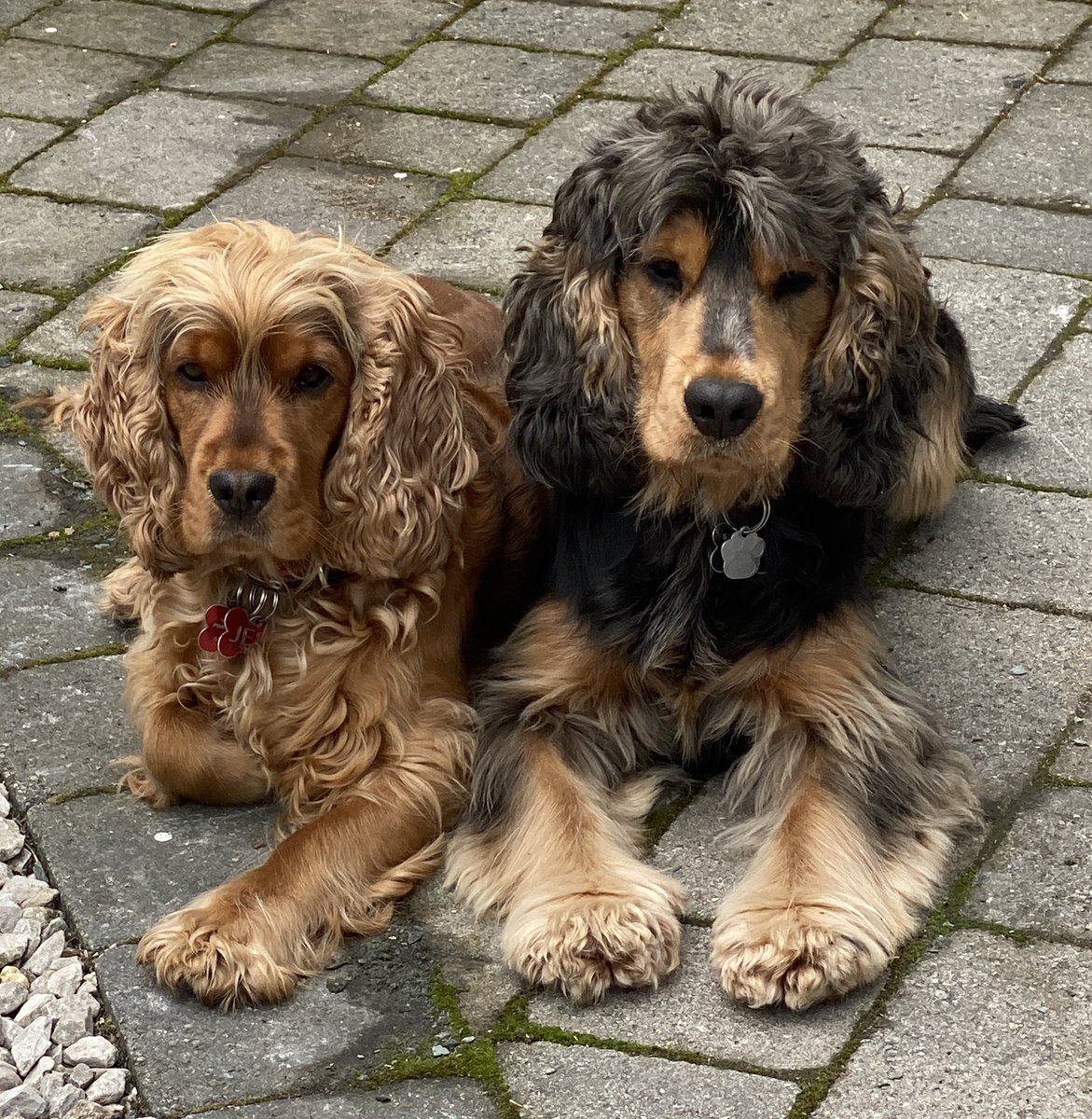 CockerShow's tweet image. Spending some quite time with my Furmate. Time for reflection. Humum and fam are watching our Queens Funeral. Furmum is very sad 😢. God Bless the Queen. 👸 Long live the King 🤴 xx #showcockerlove 🐾🐾