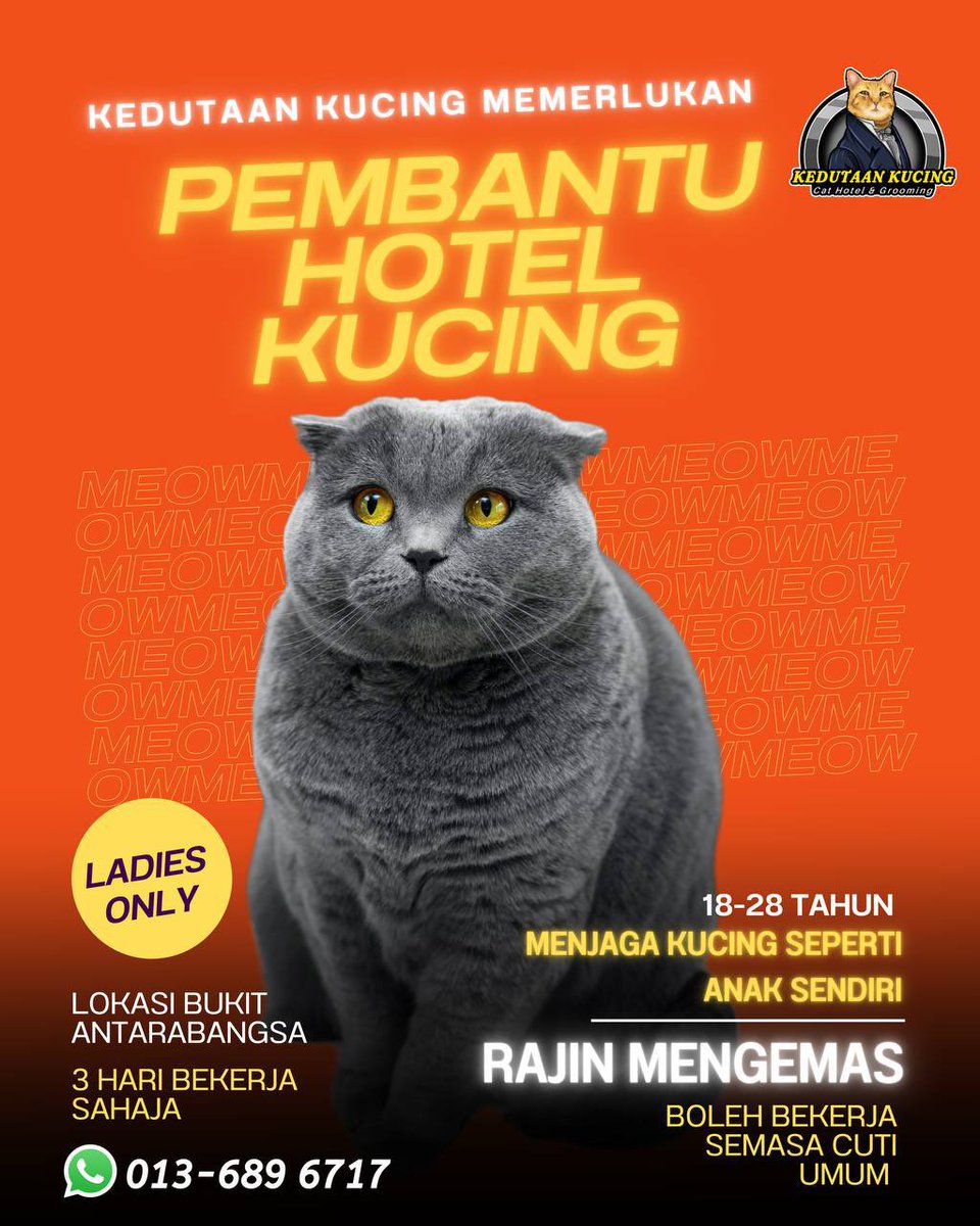 KedutaanKucing's tweet photo. We are hiring! Kalau berimpian mengurus kucing comel sebagai kerjaya pilihan, jemput apply! https://t.co/eJohrhs2gR
