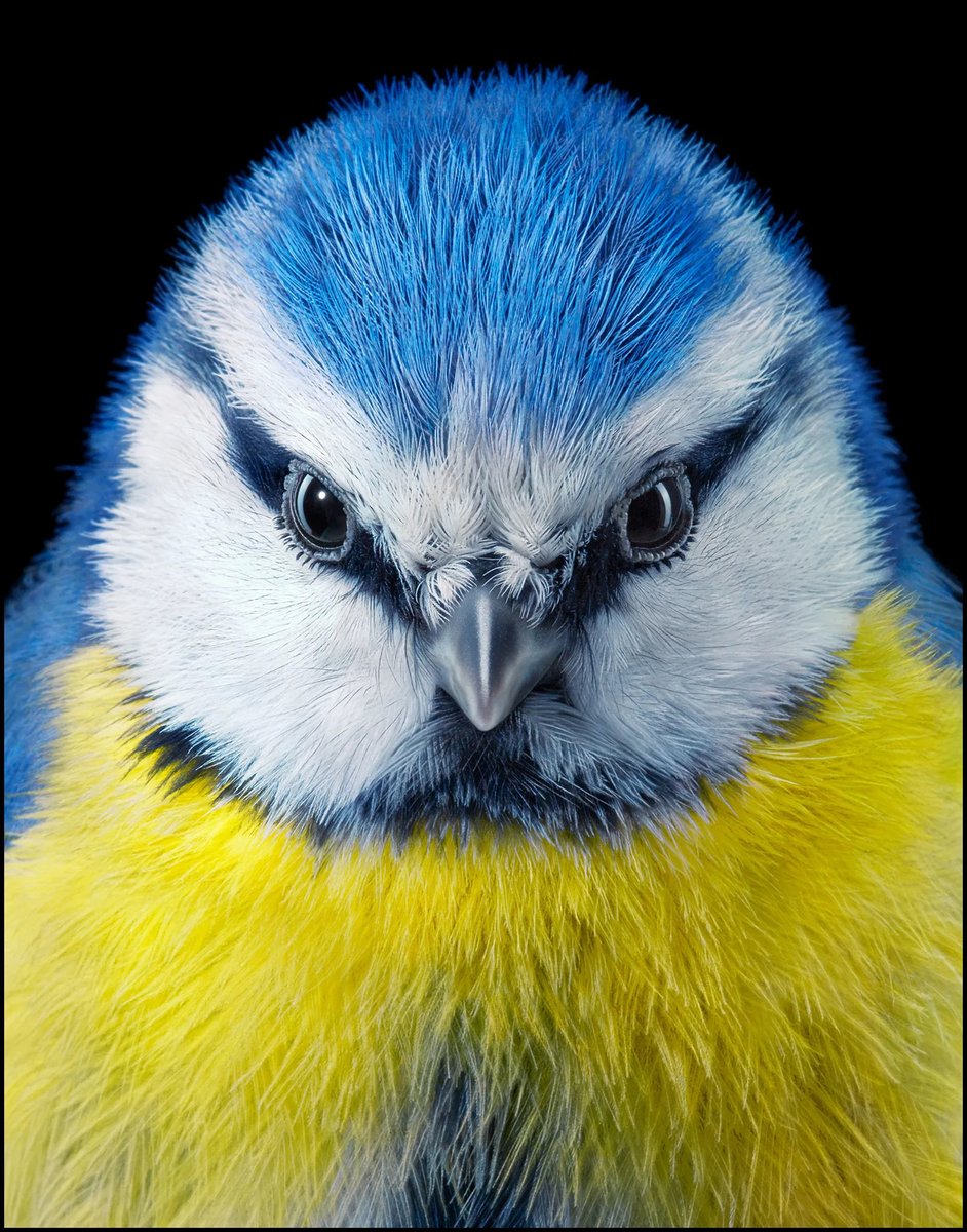 EchoFineArts's tweet photo. @TimFlach or the art of bringing out human traits in animals 💫 #BlueTit #AnimalPhotography https://t.co/N1aNLrYGvT
