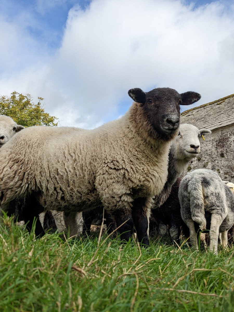 borelandbarnes's tweet photo. Spaning #herdwicks today, 70% pure and 30% Suffolk X .... Running them on for 6 weeks or so then draw fat and store remaining (less pure ewe lambs) https://t.co/kV0bMiYcBi