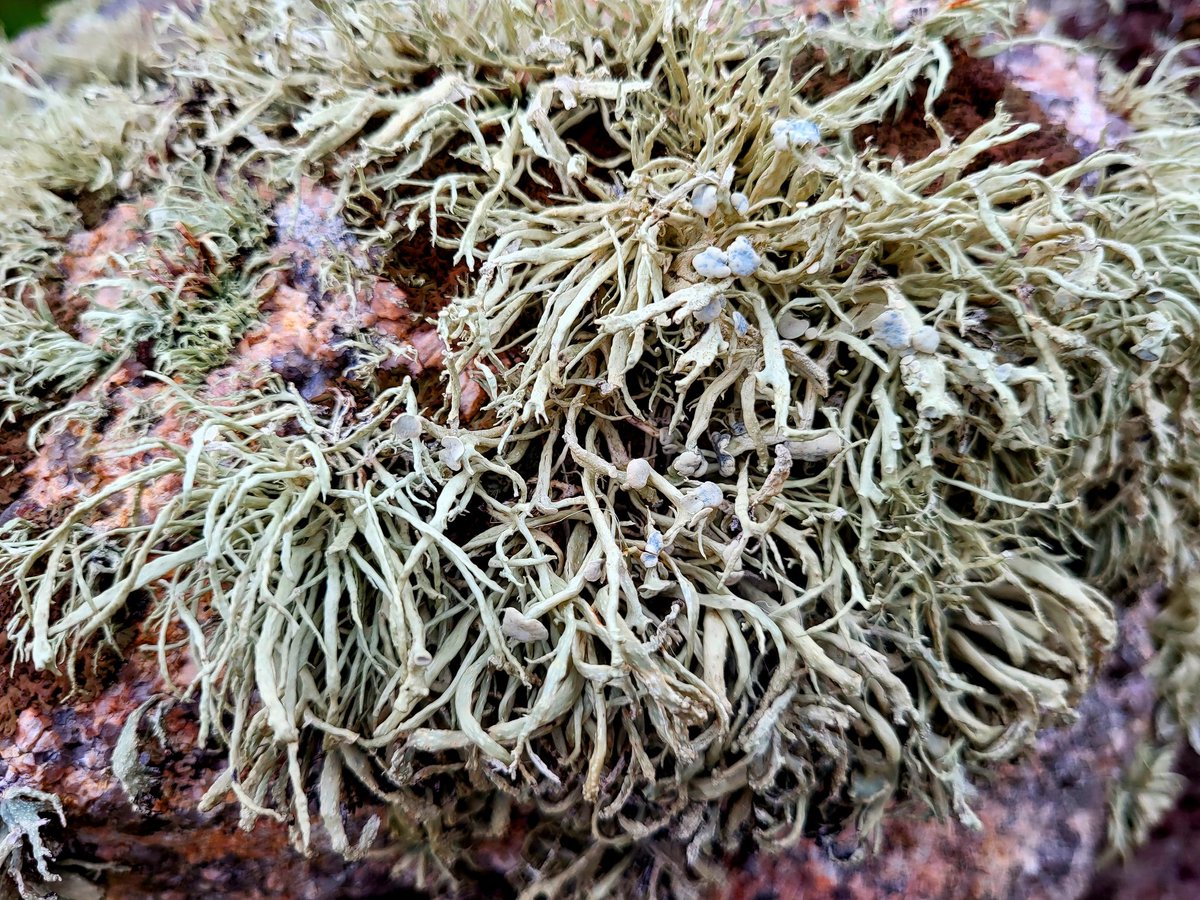 Sea Ivory Lichen (Ramalina siliquosa) growing on Granite, Owey Island, County Donegal, Ireland.