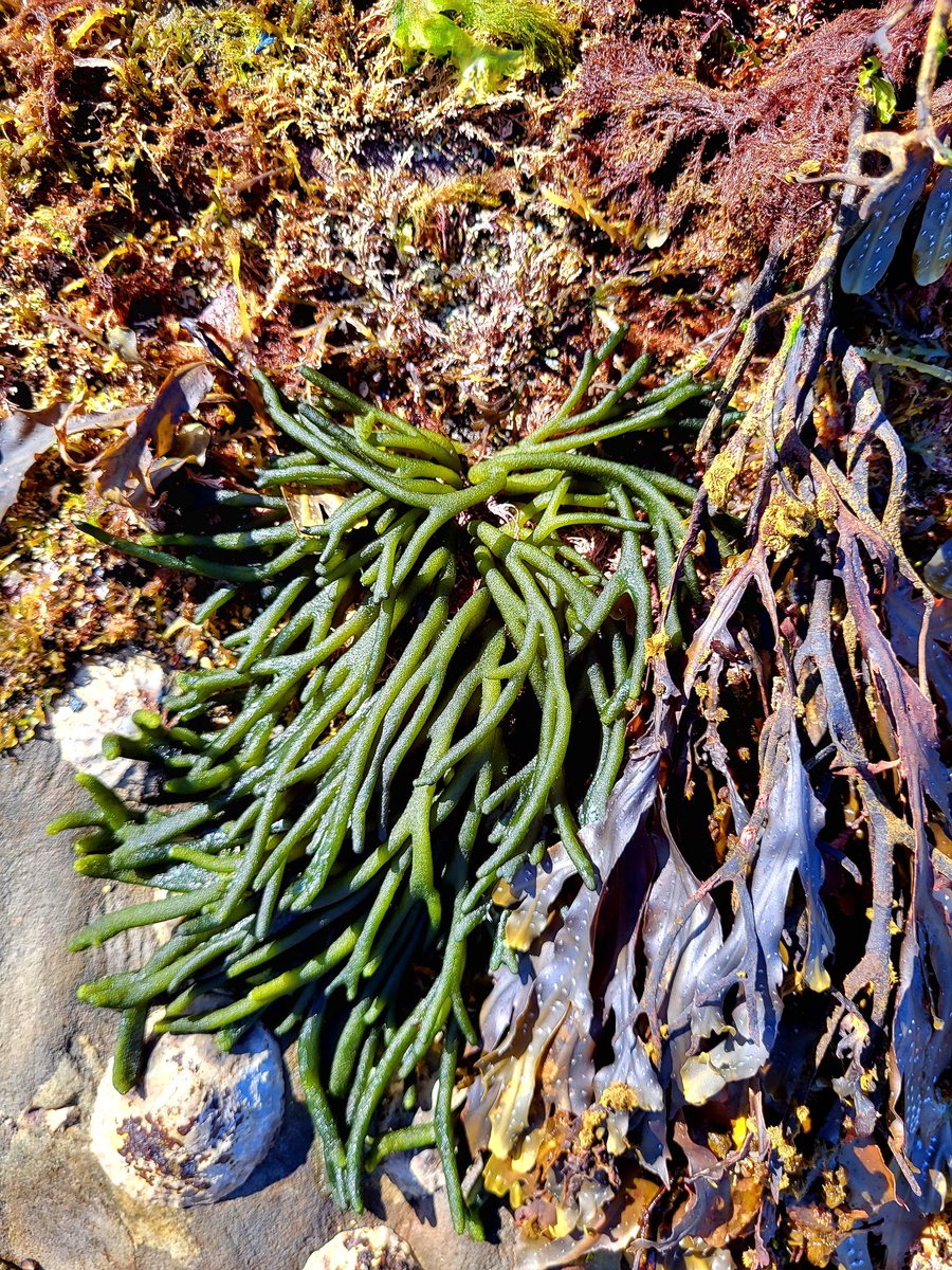 Velvet Horn Seaweed (Codium tomentosum) - edible and apparently tasty as a tempura. County Clare, Ireland.
