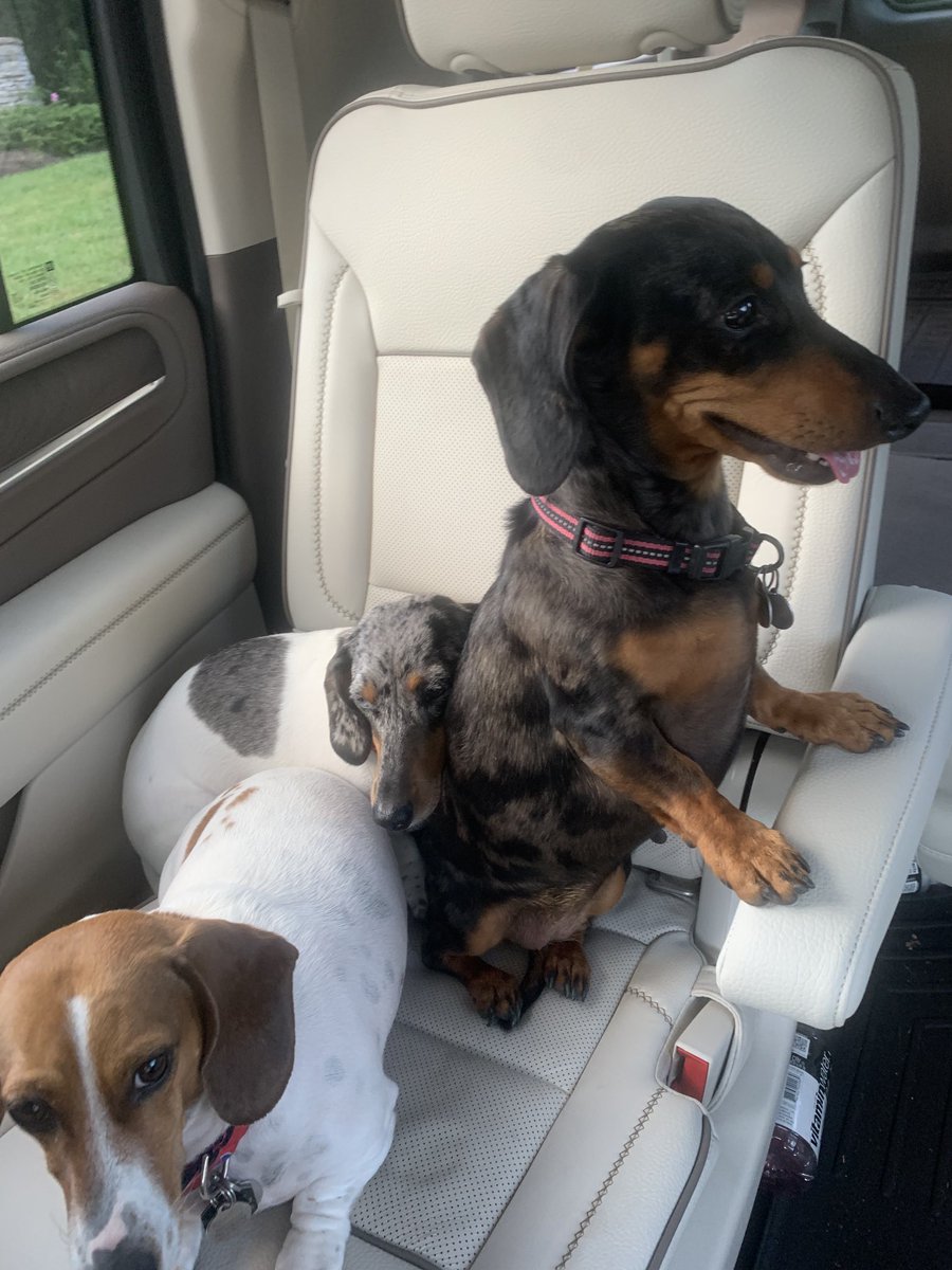 Boarding for the night- Nellie is the protector for her sisters