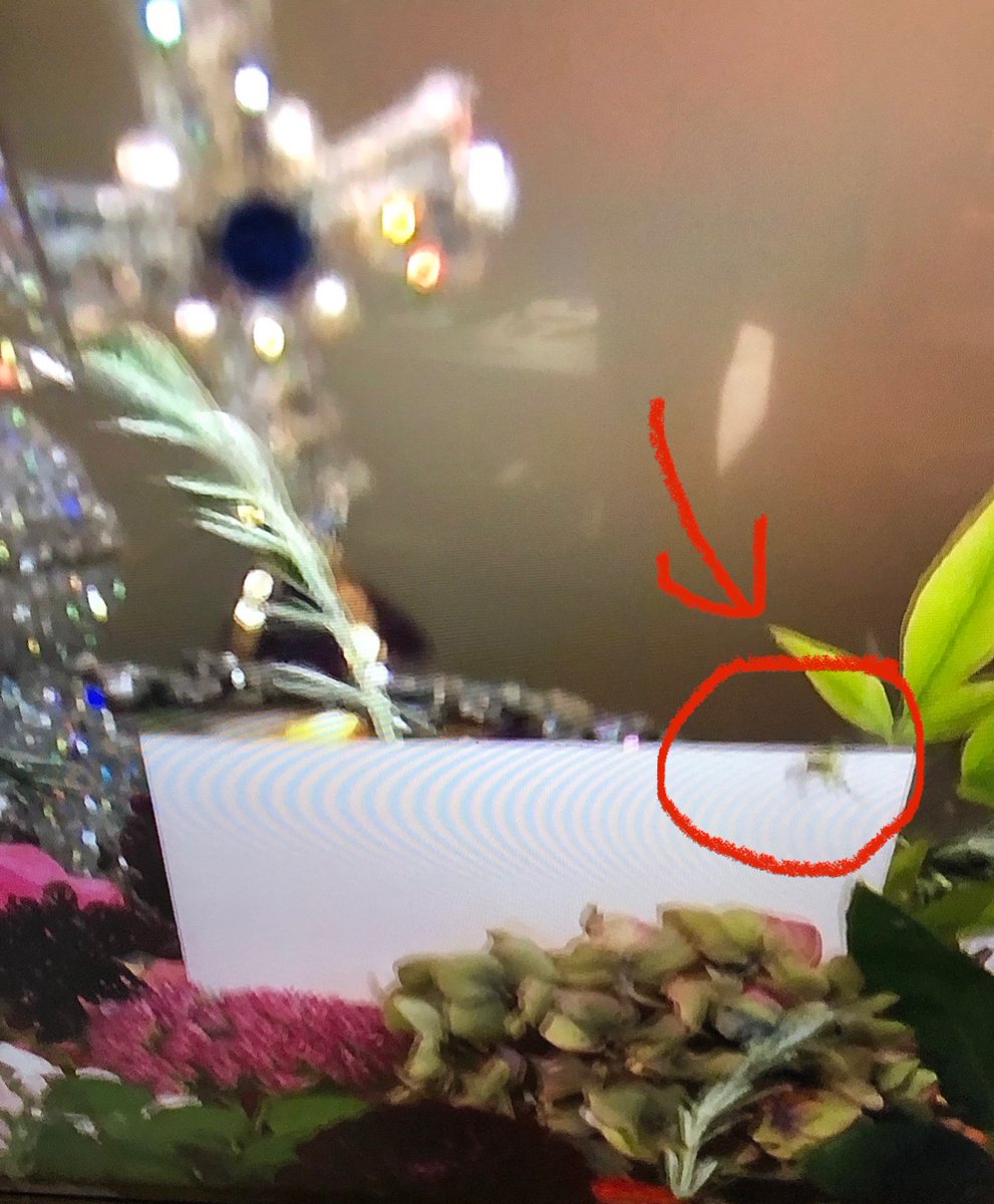 Royal Spider tweet media