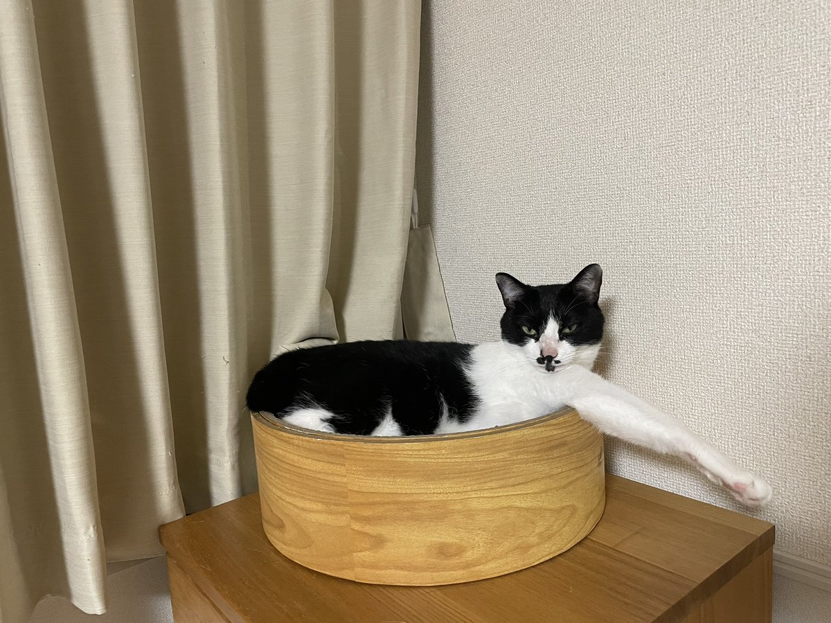 ShigureHanako's tweet photo. @mamesoma 3年前に２つしまいました！準備万端です🫡

#ナイス猫しまい https://t.co/kWEGZ8ngYk