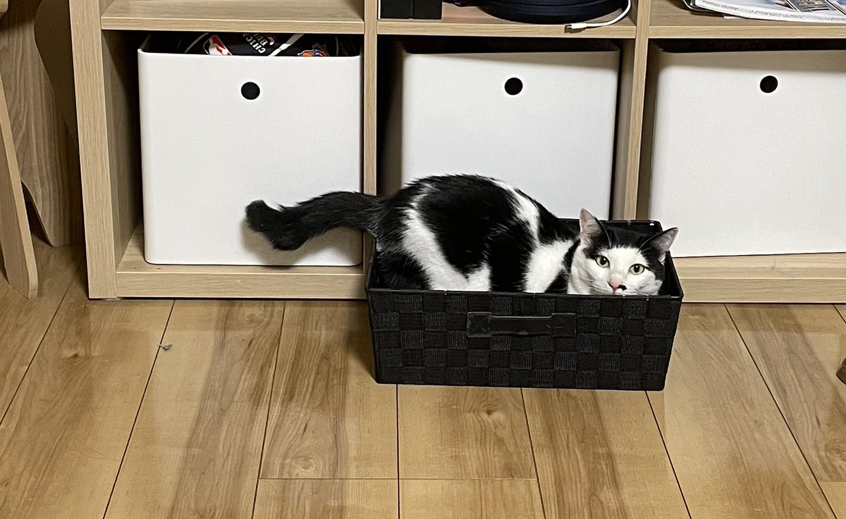 ShigureHanako's tweet photo. @mamesoma 3年前に２つしまいました！準備万端です🫡

#ナイス猫しまい https://t.co/kWEGZ8ngYk