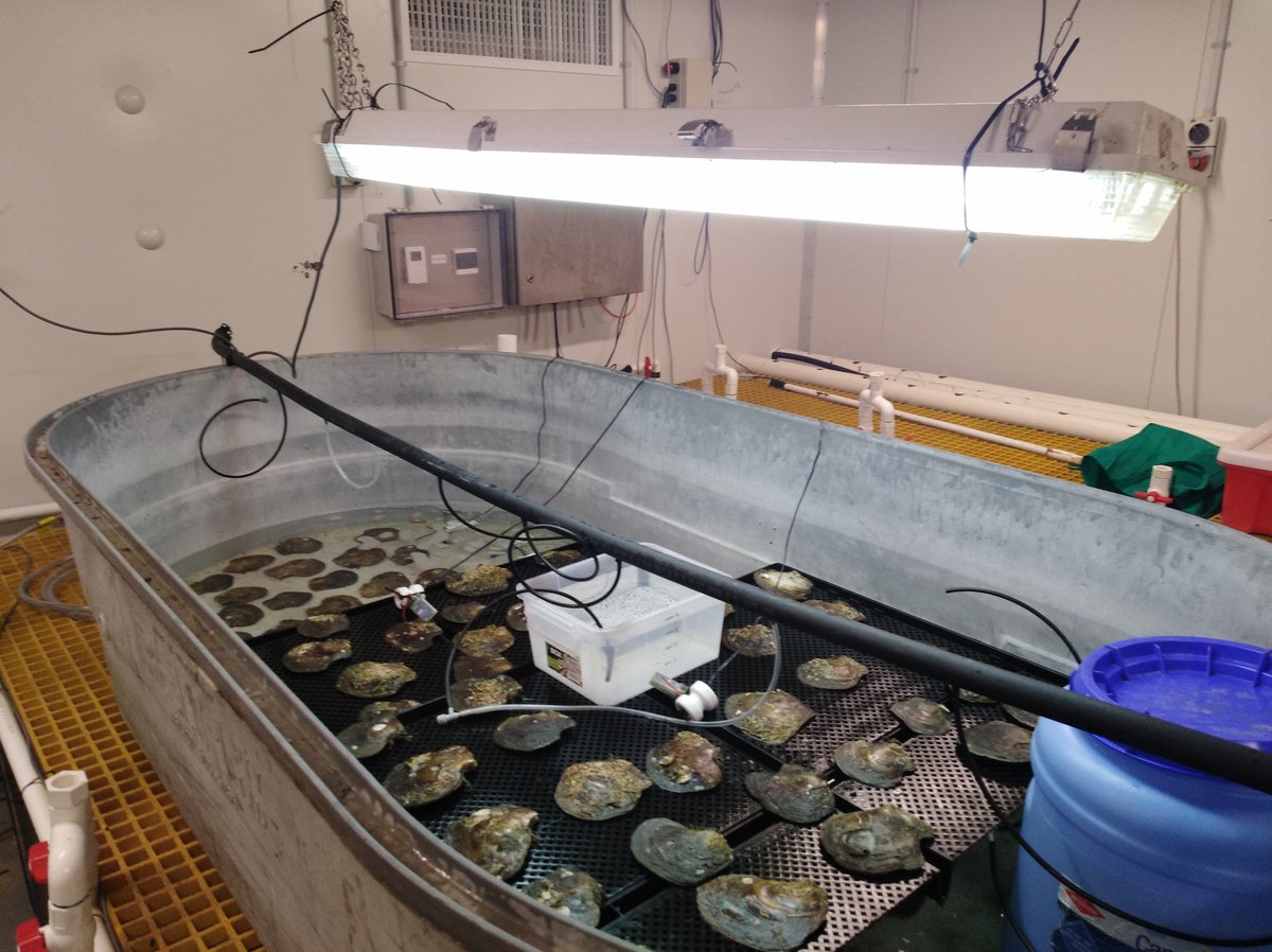 Will oysters alter feeding rates under warmer climate conditions...... yes..... read our new publication on the leaf oyster (Isognomon ephippium) to learn more doi.org/10.1016/j.ecss…
<a href="/JCU/">James Cook Uni</a> <a href="/TropWATER/">TropWATER</a> #mangroves #oysters #climatechange #shellfish @ECSAssociation