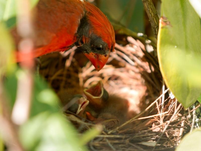 Do Male Cardinals Protect The Nest?
Full answer here: anycardinals.com/male-cardinals…

#malecardinals #cardinalsprotectnest #cardinalnest #anycardinals