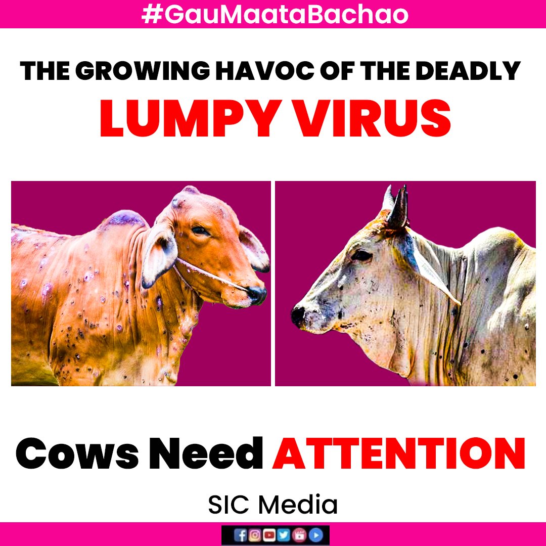 The lumpi virus is rapidly spreading but mainstream media groups are not reporting that the casualties have reached Lakhs. 
Need your immediate attention  <a href="/PMOIndia/">PMO India</a> <a href="/narendramodi/">Narendra Modi</a> #GauMaataBachao