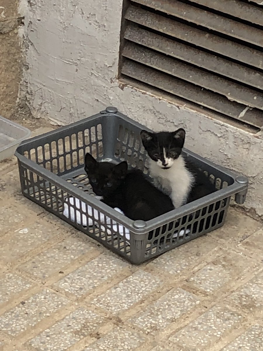 BaticocoDeFruta's tweet photo. Han abandonado dos gatitos preciosos en Santana, si quieren adoptar ahora es el momento de salvarle la vida a uno de estos pequeños https://t.co/pMqE6GhLmj