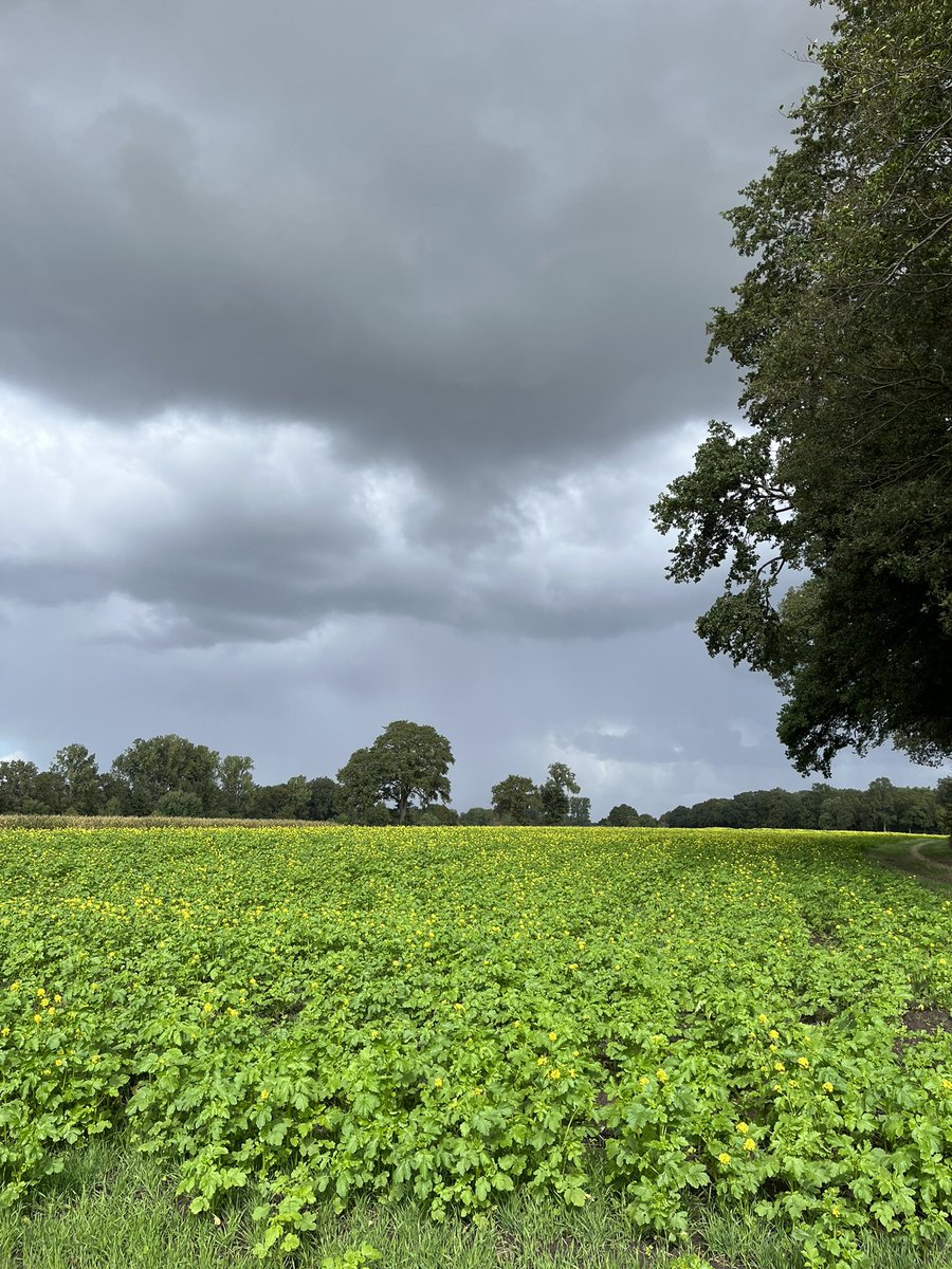 JoergSchepers's tweet photo. Das will man beim silieren nun wirklich nicht sehen!🌦️🤨

#Landwirtschaft
#Ernte https://t.co/a0KLfAimuA
