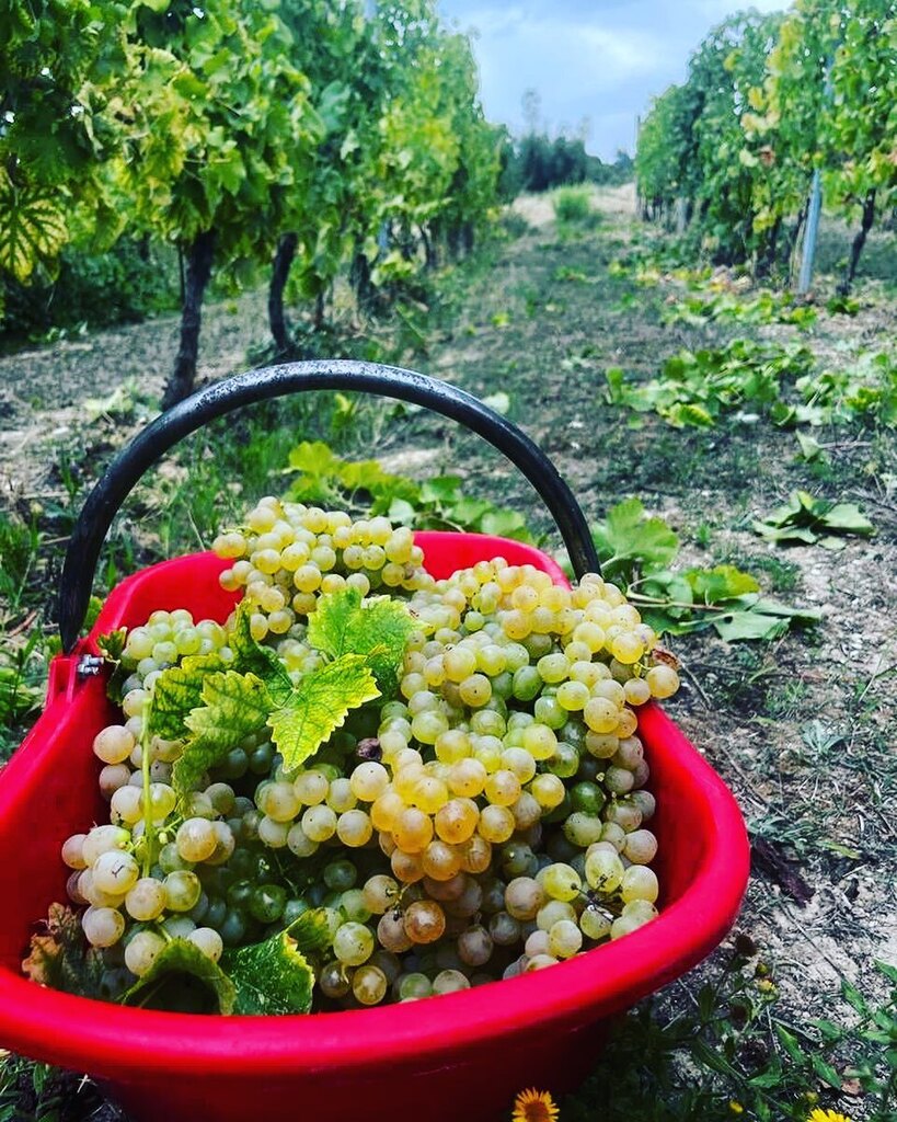 cantina_andreag's tweet photo. [Vendemmia 2022]

•
•
•
#andreagiorgetti #aziendaandreagiorgetti #visita #degustazioni #vino #wine #adele #flosis #aganìta #collimaceratesi #cantina #winery #vinobianco #vinorosso #rivieradelconero #montepulciano #winetasting #winetaste #winelovers #… https://t.co/ILgWPXA1r4 https://t.co/iG2N20CNn0