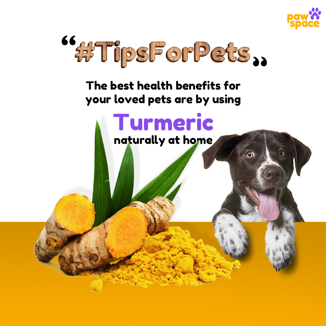 Pawspaceindia's tweet photo. Turmeric has Anti-inflammatory effects, turmeric is often given to dogs with common joint conditions that are caused by inflammation. Turmeric is safe for dogs in small doses, and it may have a positive impact.
So we are here with small helpful tips !!
#tipsforpets
#pawspace https://t.co/NVFT0V9E8R