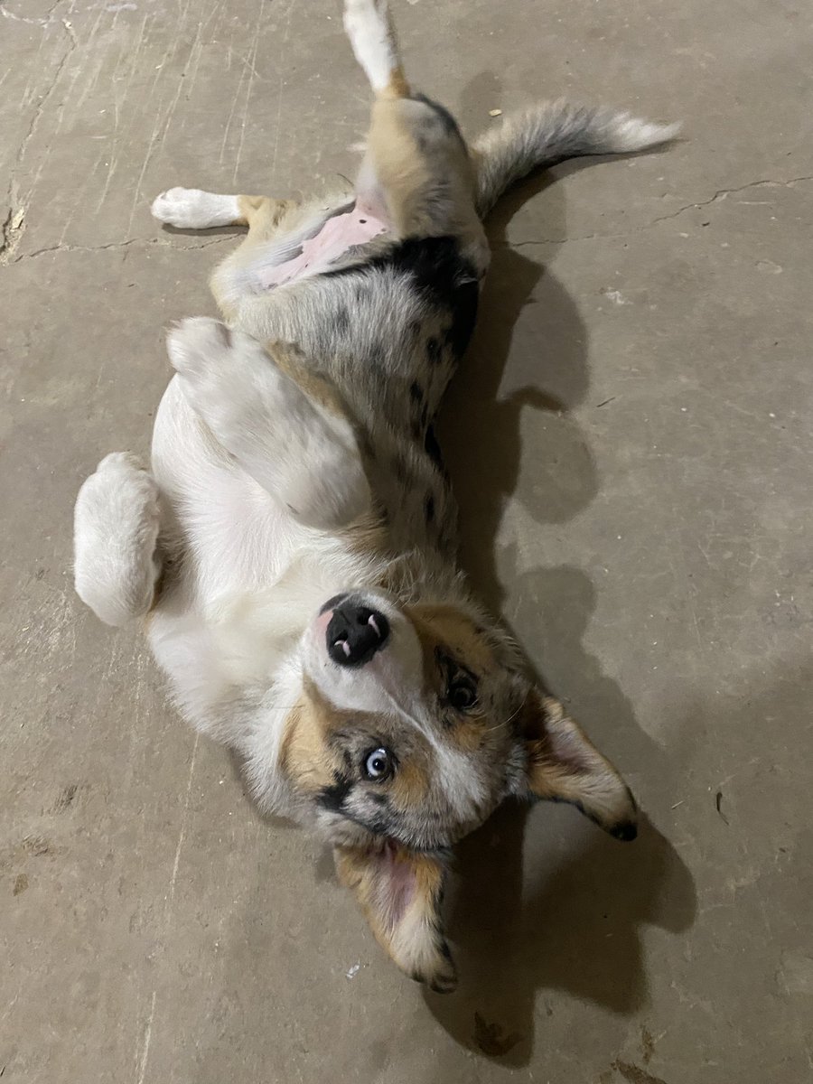 primpickins's tweet photo. Good girl doing tricks for treats #halloweenready https://t.co/L9hdSENIRK