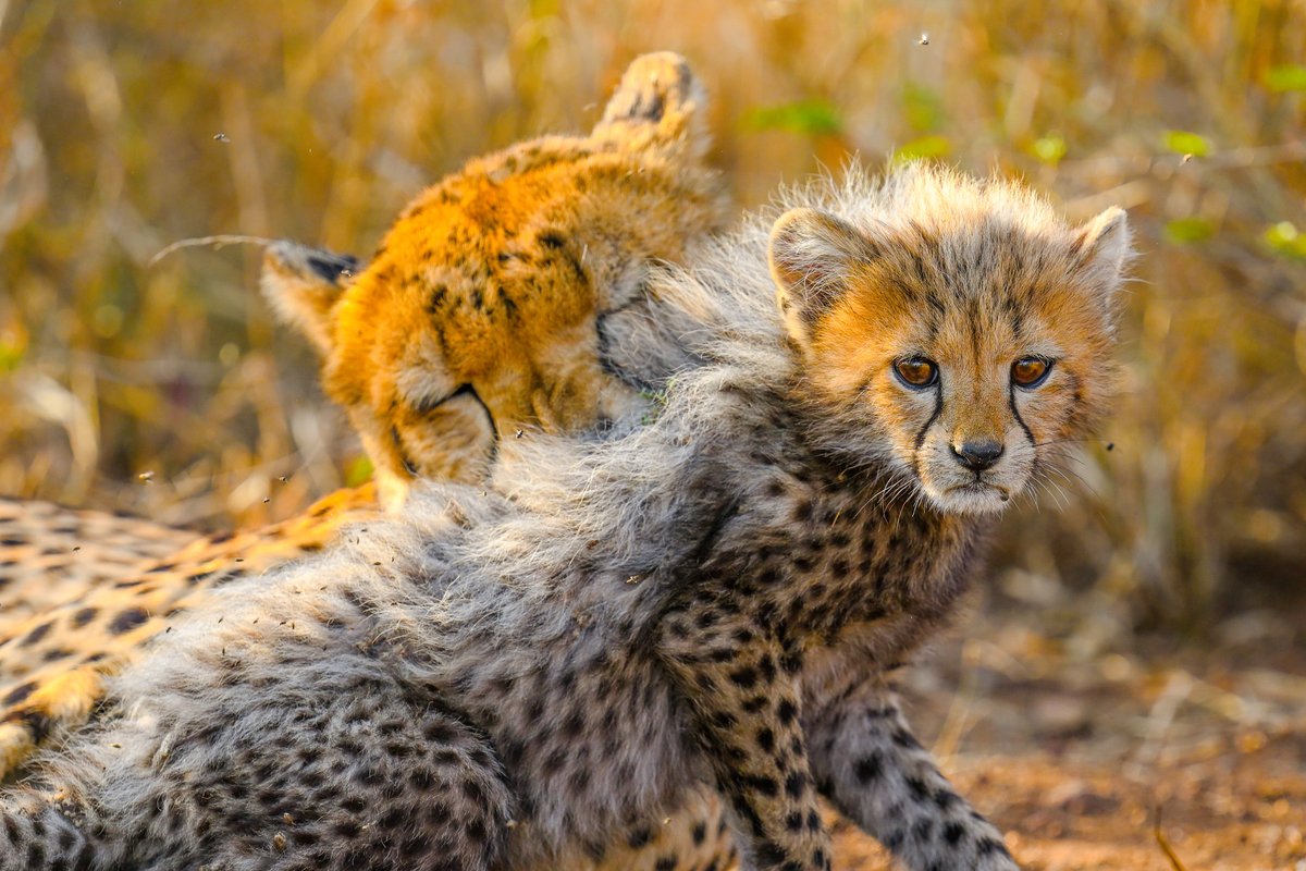 Photo by @Shannon__Wild // Female cheetahs spend a long time caring for their cubs and teaching them essential survival skills, like hunting. Cubs typically stay with their mothers for one and a half to two years.