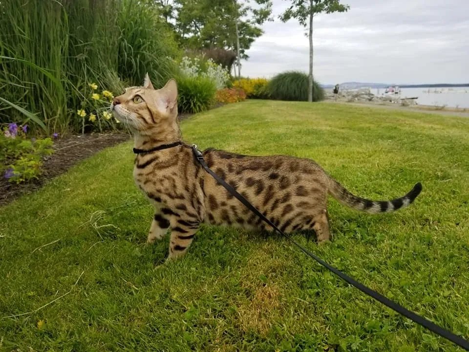 HotBananoClub.vet Ⓥ 🍌 tweet media