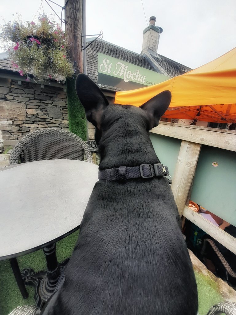 Waiting patiently for his buddy to come back with treats 💕 Well deserved after those wee legs got up Conic Hill 🐾