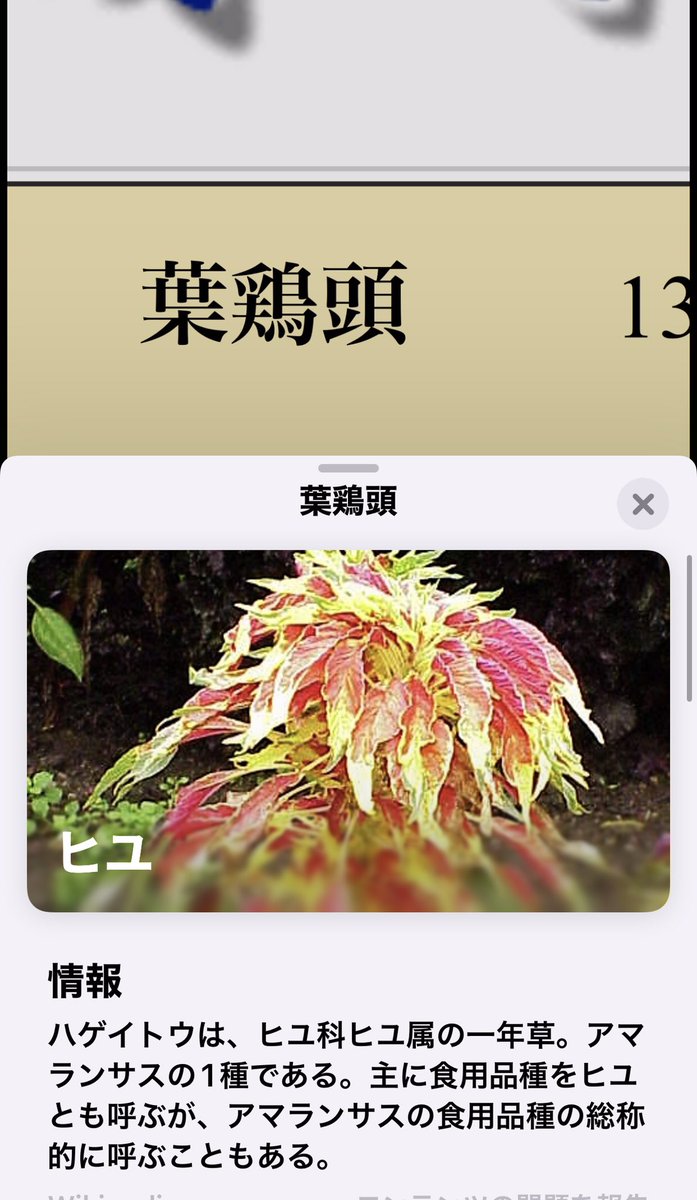 インテリア小物 クーポン利用 送料無料 てんちゃん様専用です 葉鶏頭 ハゲイトウ 雁来紅 がんらいこう Jpajp3nct3 Www Casg Cl