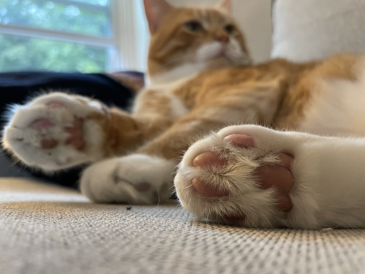 i coulde make a chili wif all these beans i got #toebeans #CatsOfTwitter #mondaythoughts