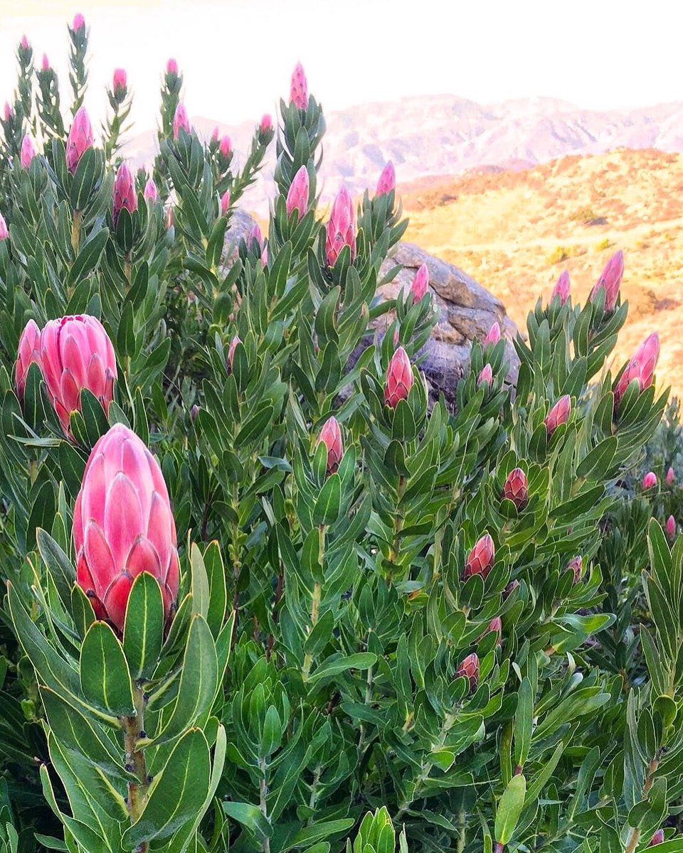 The best way to predict the future is to create it. – Abraham Lincoln 🌷🌷🌷 #mondaymotivation #liveyourpassion #inspiredbynature #fynbos #protea #inthefield #savoringtheseason #alittlebeautyeveryday