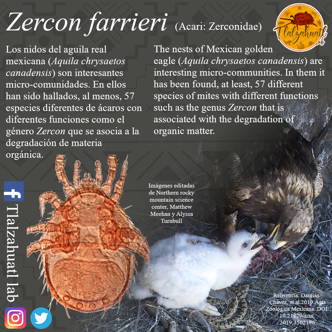 TlalzahuatlLab's tweet photo. #TaxonMonday 131
🦅🪹🔬🕷 Our colleague @JAAToledo1 illustrates a mite that inhabit on nests of the Mexican golden eagle.
_ _ _ _
#LunesDeTaxón 131
🦅🪹🔬🕷 Nuestro colega @JAAToledo1 nos ilustra un ácaro habitante de nidos de águila real. https://t.co/OVGjTWZNAC