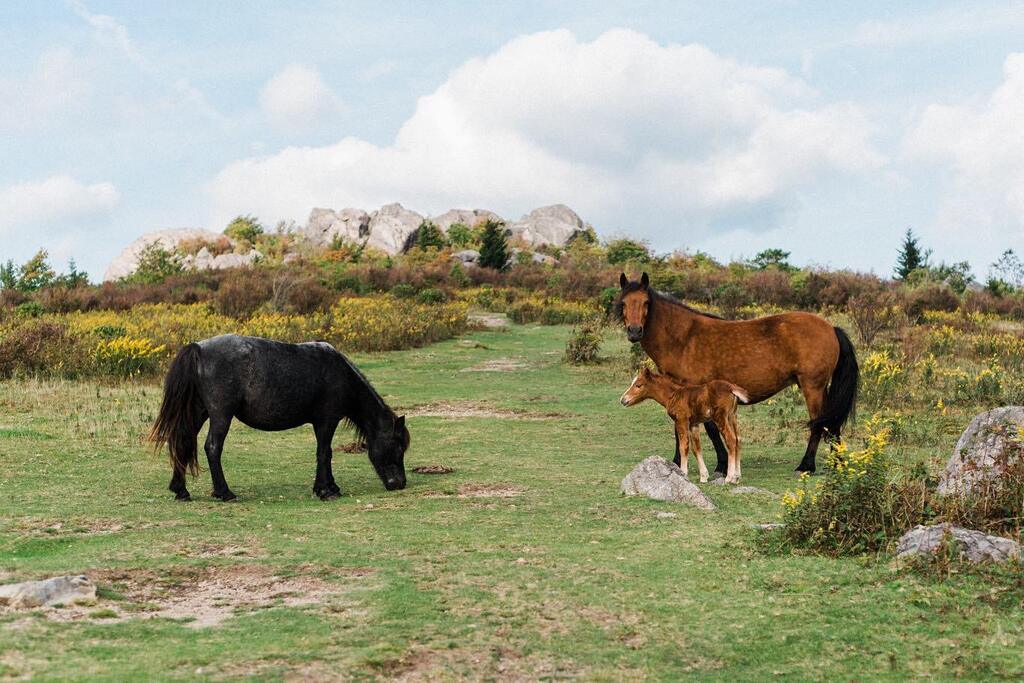 Saturday | Grayson Highlands State Park | Virginia instagr.am/p/CisBn14Lb5p/