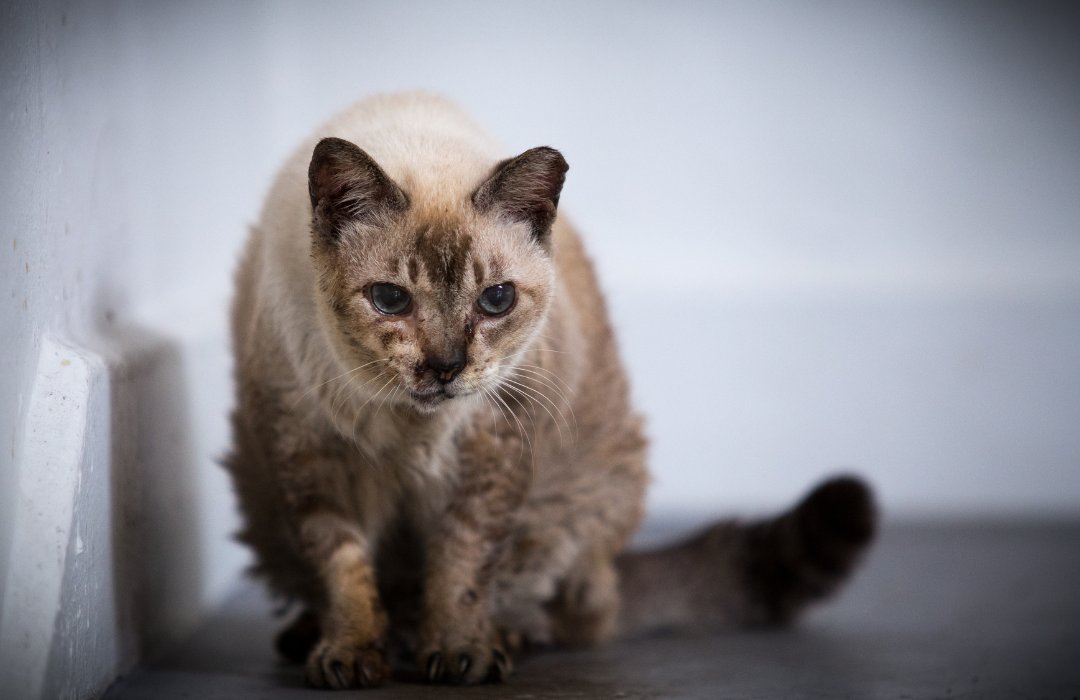 caesgatos's tweet photo. Veterinário explica por que gatas e cadelas não vivenciam a menopausa. Quebrando alguns mitos, profissional mostra como acontece o processo de maturidade das fêmeas 🐩https://t.co/tGiiyPkJo2 #cãesegatos #fêmeas #pets #menopausa #saúde #gatas #cadelas https://t.co/O5uLPDLNd7
