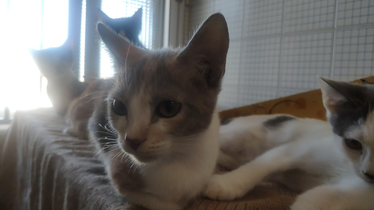 Felinos_Gabias's tweet photo. LA PRINCESITA #REIMI BUSCA HOGAR 😻😻
#adopcion #granada https://t.co/234ZrS5kHC