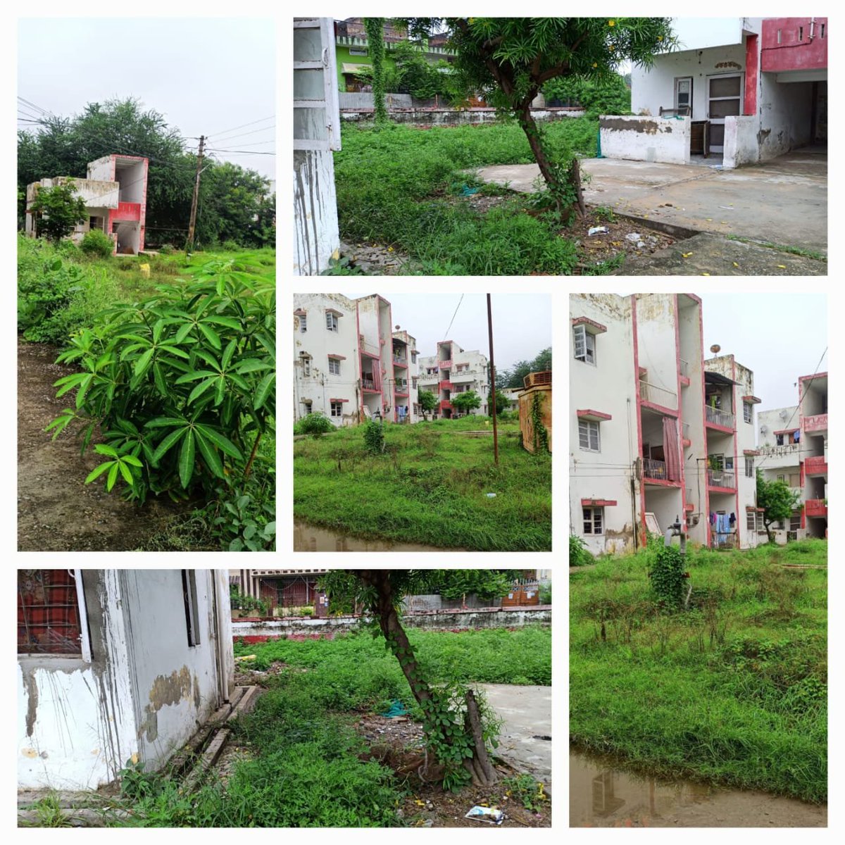 EastKhasi's tweet photo. swachhbharat: RT @pmg_varanasi: Glimpse of #swachhta campaign at Postal Colony in Gazipur Postal Division under #Varanasi Region.
#Cleaning of the postal colony premises & sapling #planation were done.
#SwachhtaPakhwada #SwachhBharat #IndiaPost #Swach… https://t.co/OFSRgPdRrC
