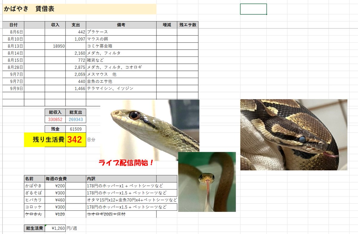 備忘録 かばやきを手術してもらおう シマヘビ Togetter