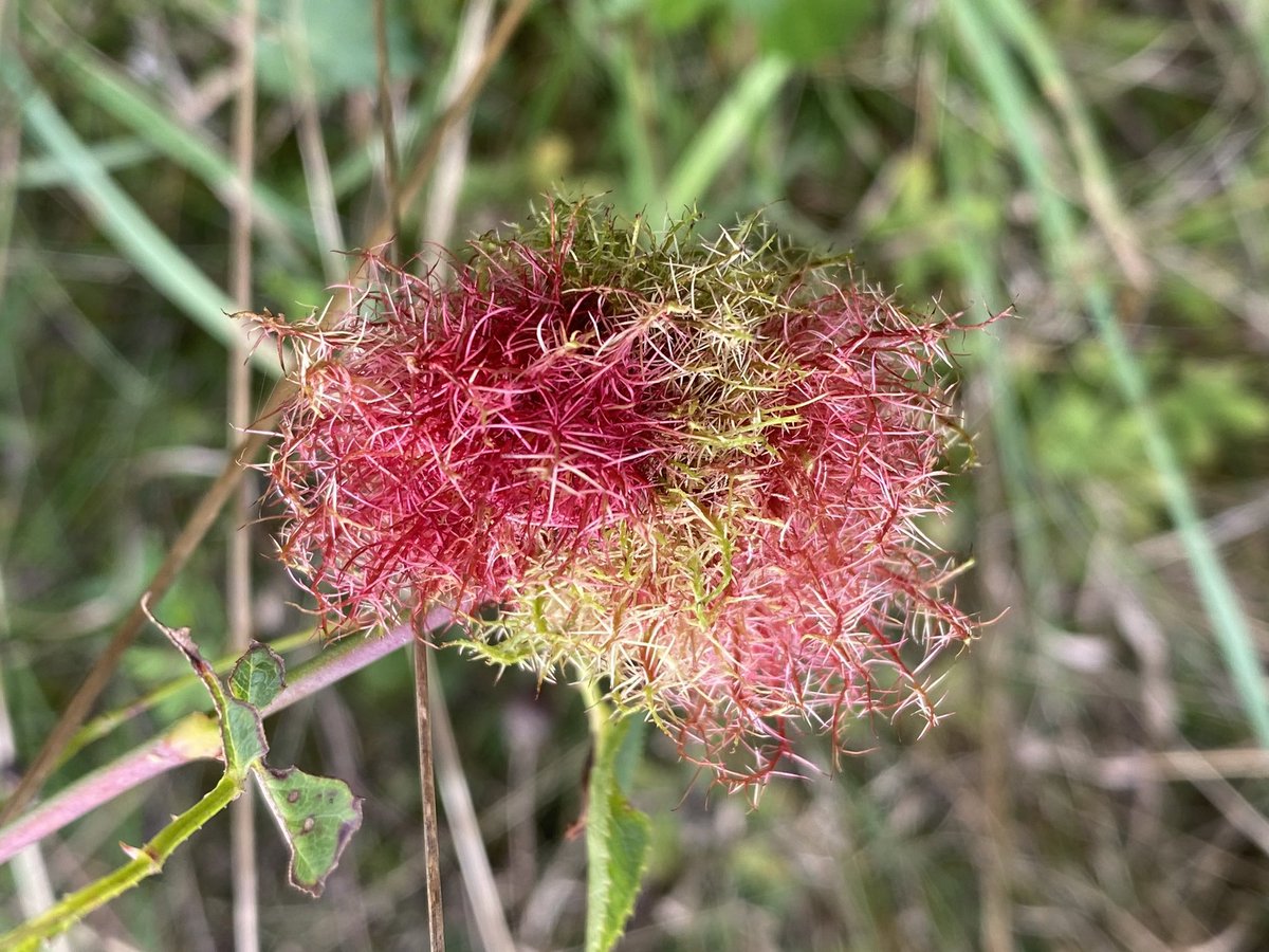 MatthewCPhotos's tweet photo. Robin's Pincushion, Newport Wetlands #RobinsPincushion #RoseBedeguarGall #MossyRoseGall #MossGall #DiplolepisRosae #NewportWetlands #Newport #Gwent #Wales #NaturePhotography https://t.co/2HARyYZOF5