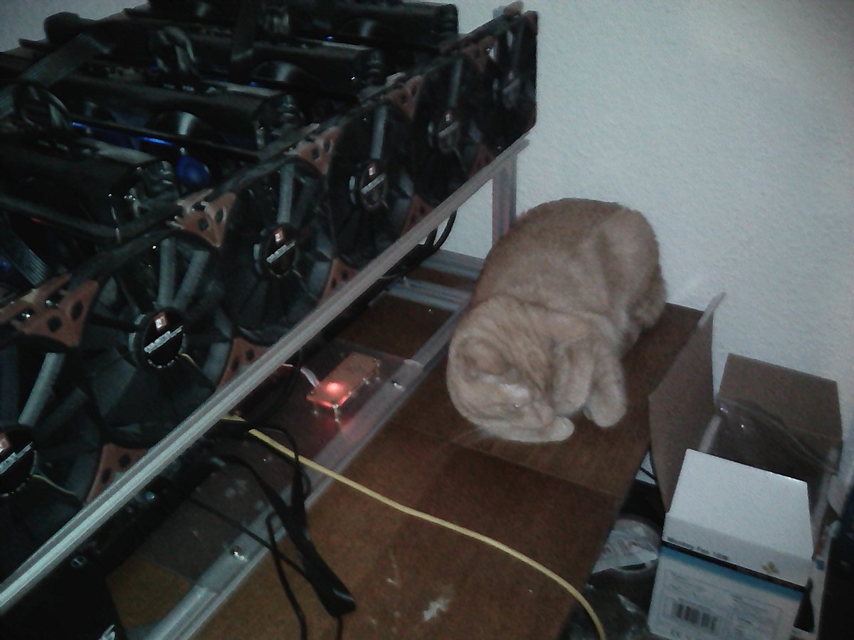 bobo1111 tweet media