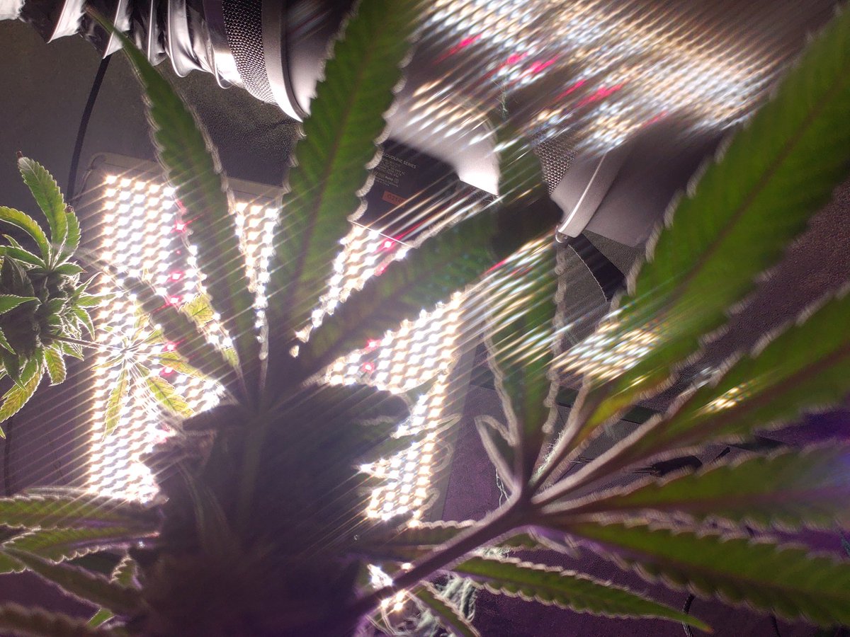 ThaGromie's tweet photo. Zebra 🦓 Stripe from @irvineseedco @breeder_j #IRVINEARMY @The_real_Early looking like she bout to burst and Cheese 🧀 from @RBGWeed705 frosty 🥶 AF both under my UFS-3000 sponsored by @UNITFARM_led #UNITFARMLED #Mmemberville #growyourown #letsgrow #organic thx 4 1k followers 😁 https://t.co/LP2jWrYM6W