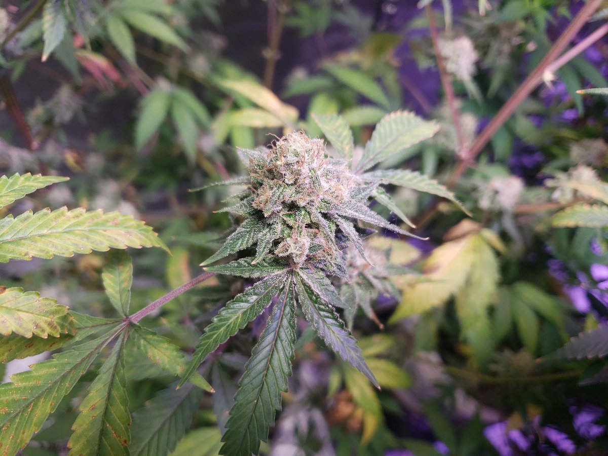 ThaGromie's tweet photo. Zebra 🦓 Stripe from @irvineseedco @breeder_j #IRVINEARMY @The_real_Early looking like she bout to burst and Cheese 🧀 from @RBGWeed705 frosty 🥶 AF both under my UFS-3000 sponsored by @UNITFARM_led #UNITFARMLED #Mmemberville #growyourown #letsgrow #organic thx 4 1k followers 😁 https://t.co/LP2jWrYM6W