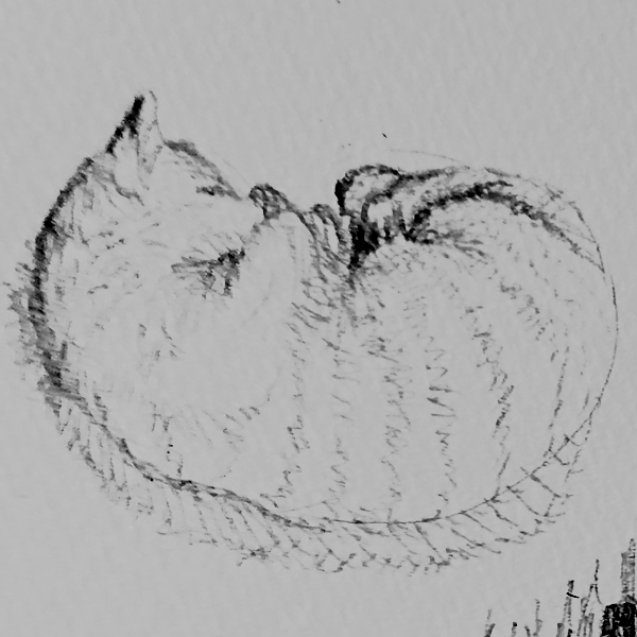 ising_sun0715's tweet photo. にゃんこ https://t.co/tAg9CkTSao