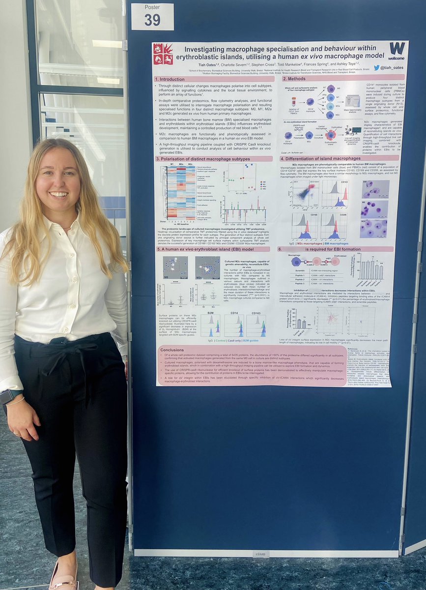 tiah_oates's tweet photo. First challenge completed: poster hasn’t fallen down! Next step: discuss the exciting work we’ve been doing in the @AshToye_Bristol lab studying and manipulating macrophages in erythropoiesis #EMDS2022 @EuMacDcSoc https://t.co/bVDE1Axm4G