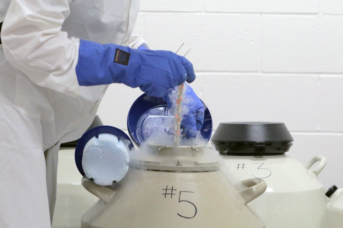 TheTorontoZoo's tweet image. #DYK we are the only zoo in Canada with a full-time reproductive physiology team and dedicated production lab?🔬 Within this lab is a “Biobank”, where living cells can be frozen to a temperature of -196 ℃ in liquid nitrogen and stored, ideally, indefinitely. #ScienceLiteracyWeek