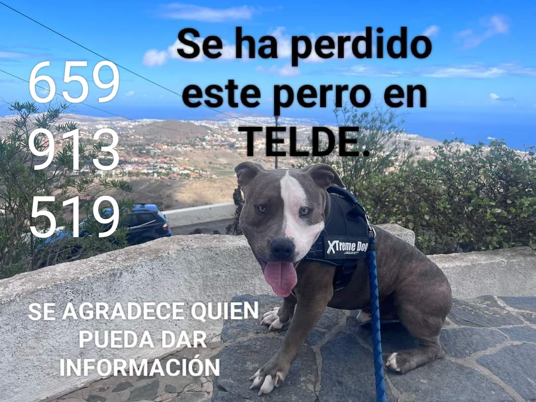 AlexisRavelo1's tweet photo. A un amigo mío se le ha perdido el perro en Telde. Si  lo ven, avisen, por favor. https://t.co/n7CMLuJ4fS