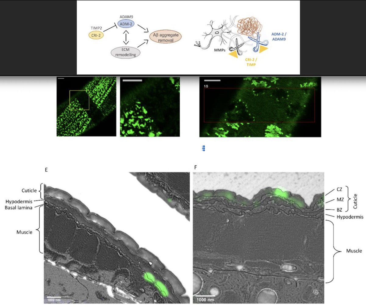 Collin Ewald (@collinewald) on Twitter photo In #Alzheimer's patient's brains, the #amyloid plagues are found within #collagens (#ECM). To study the interaction of ECM and amyloid beta, <a href="/JongsmaE/">Eline Jongsma</a> built a novel in-vivo system to study amyloid beta aggregation and removal in the ECM. doi.org/10.1101/2022.0β¦ In #Alzheimer's patient's brains, the #amyloid plagues are found within #collagens (#ECM). To study the interaction of ECM and amyloid beta, <a href="/JongsmaE/">Eline Jongsma</a> built a novel in-vivo system to study amyloid beta aggregation and removal in the ECM. doi.org/10.1101/2022.0β¦