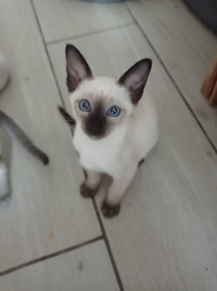 PocketTrain tweet media