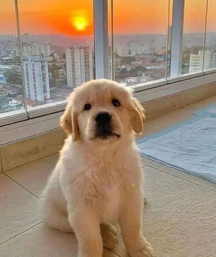 puppiesDoglover's tweet photo. Like if you love this dog https://t.co/fq5Xf5jCSP