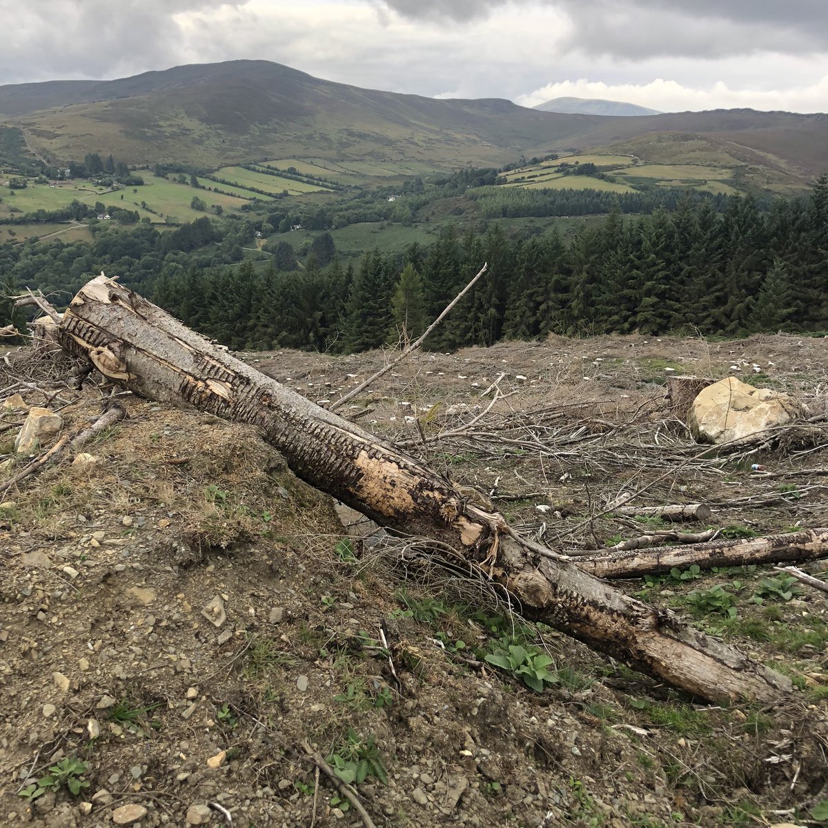 gloverstweets's tweet photo. Was chatting to lady up here who remembers this hill before the spruce plantations
I’m not sure a science based approach to Blue Dot catchments is the way ahead, when the issue is really reforming the licensing process https://t.co/3s9a49lvBw