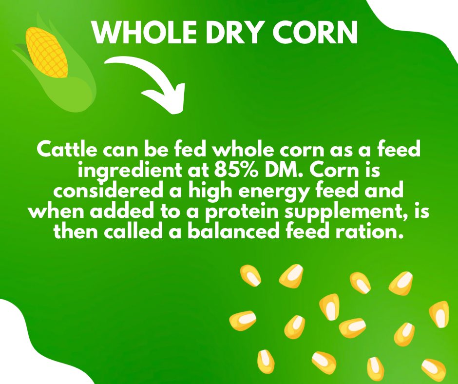 ONCornFedBeef's tweet photo. Did you know ? π½
#cornfedbeef https://t.co/Vw4xBLvDcm